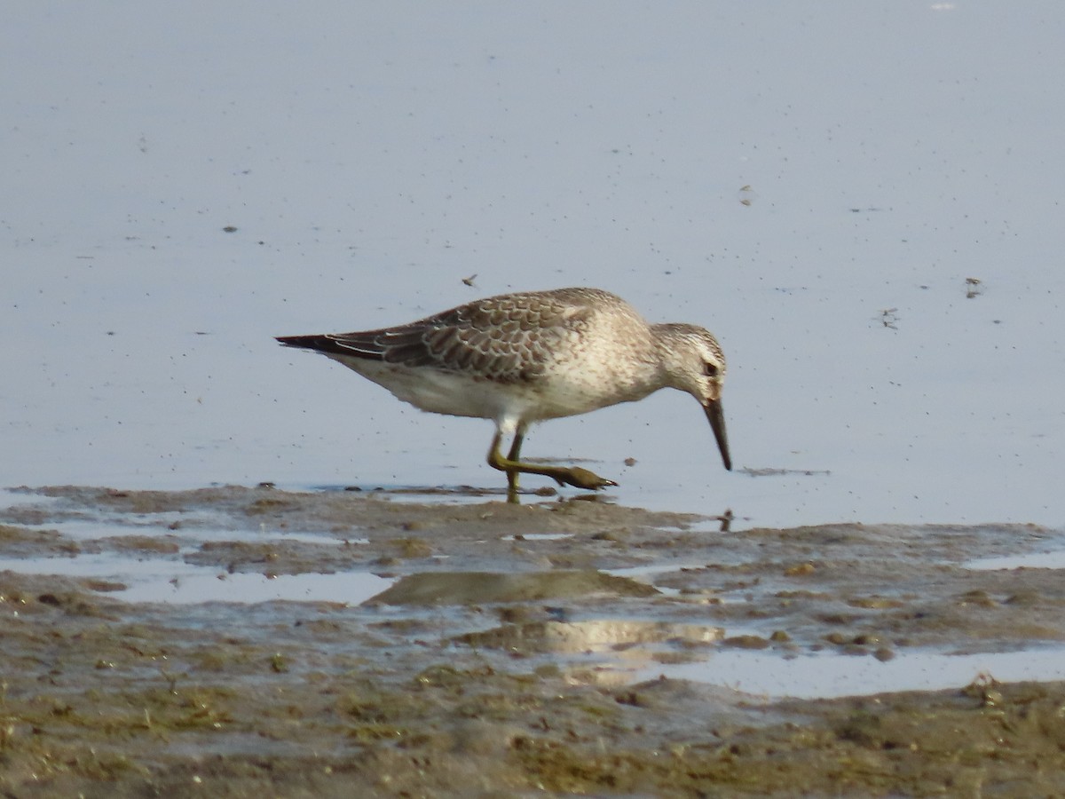 Red Knot - ML369766121