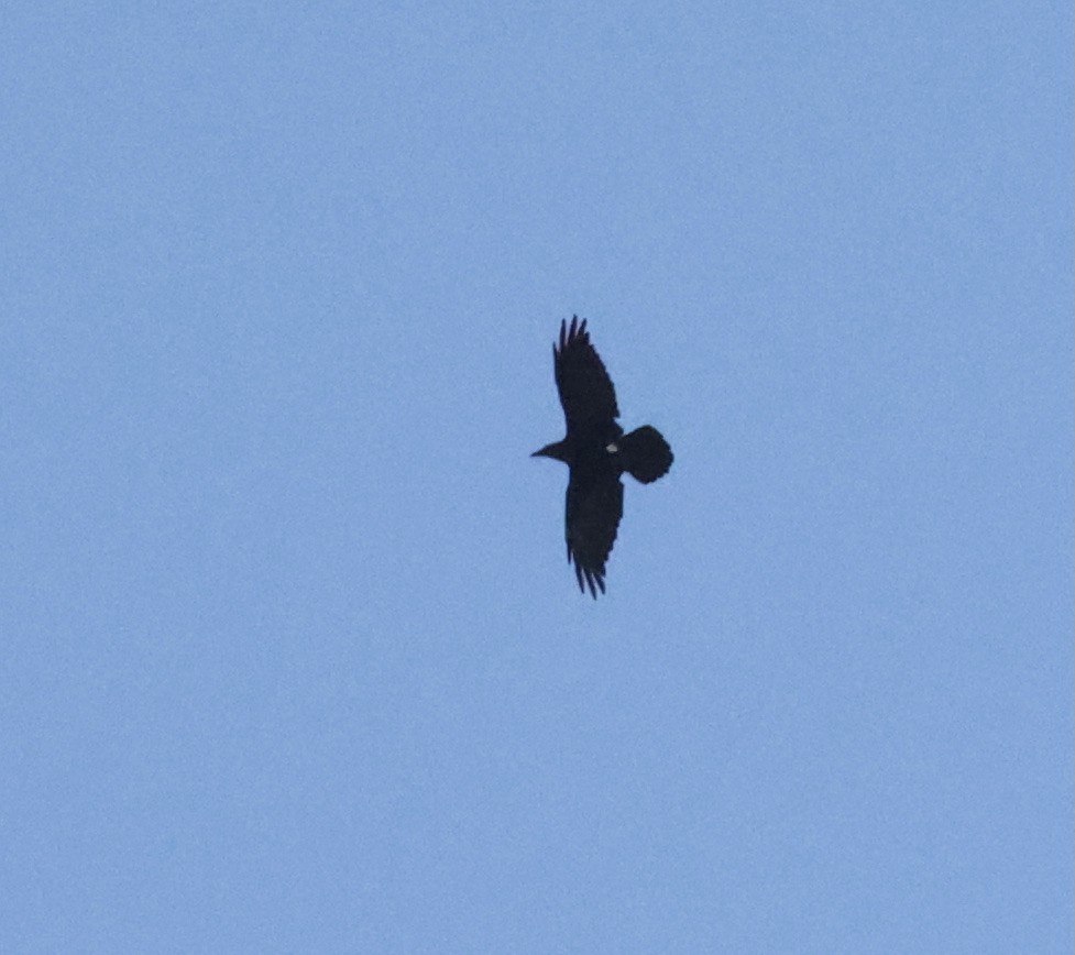 Common Raven - ML369781221