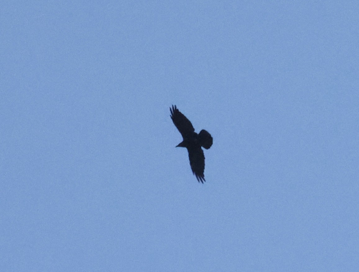 Common Raven - ML369781241