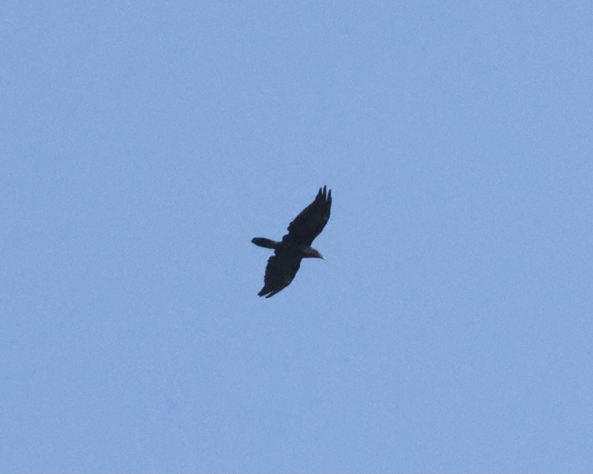 Common Raven - ML369781391