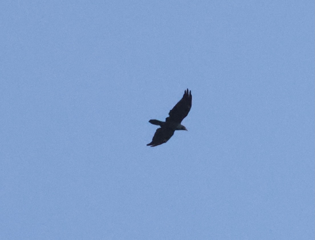 Common Raven - ML369781421