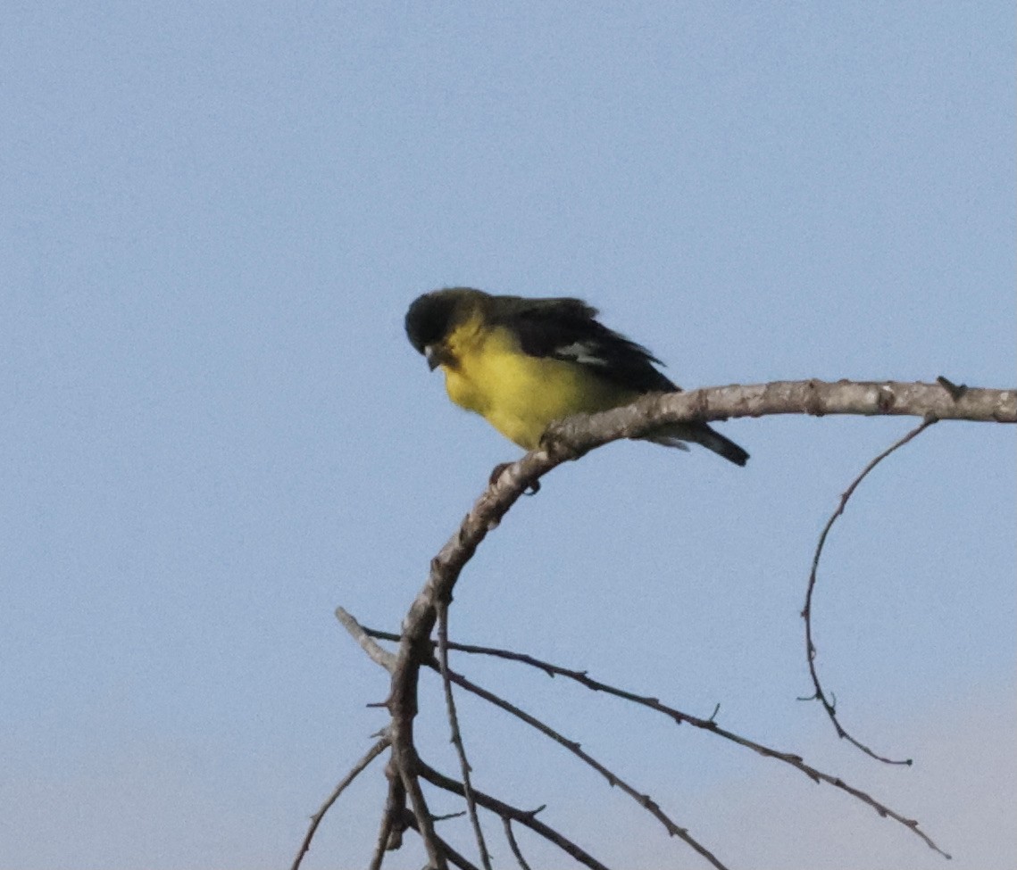 Lesser Goldfinch - Millie and Peter Thomas
