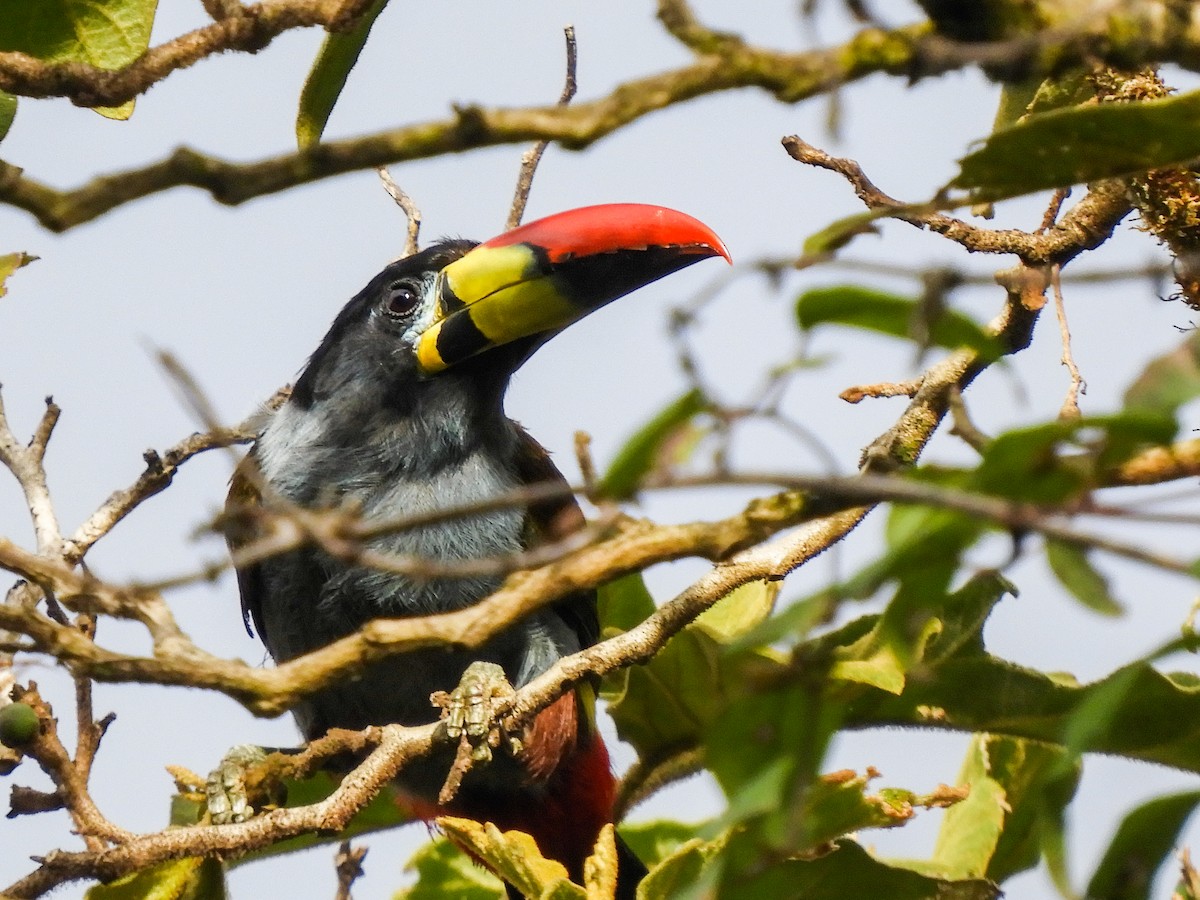 Gray-breasted Mountain-Toucan - ML369781981