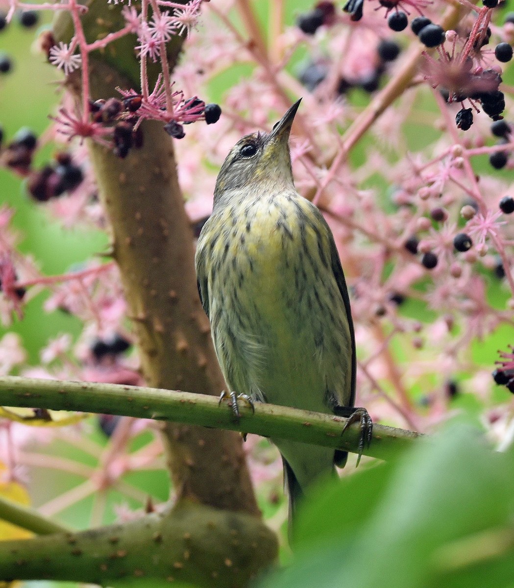 Cape May Warbler - ML369782311