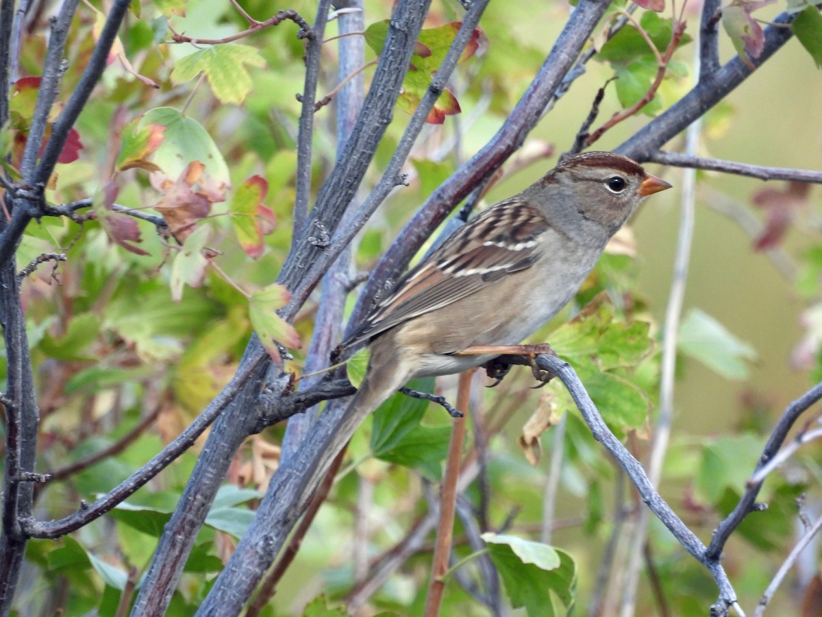 White-crowned Sparrow - ML369782641