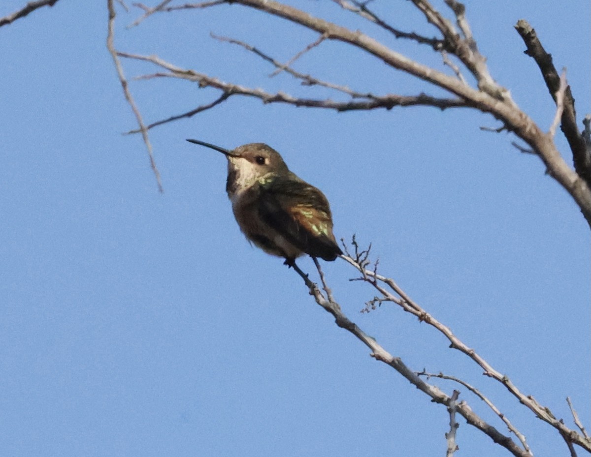 Rufous/Allen's Hummingbird - ML369782871