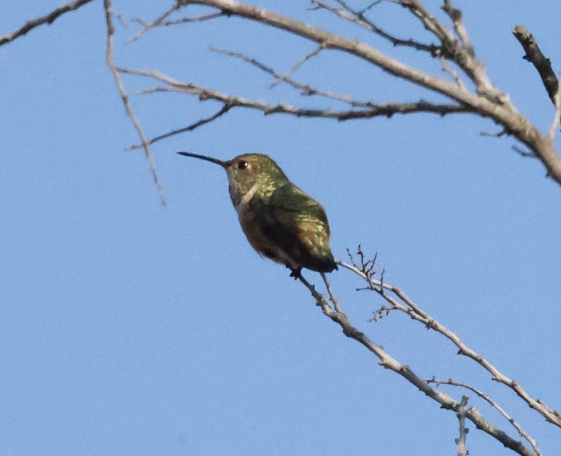 Rufous/Allen's Hummingbird - ML369782901