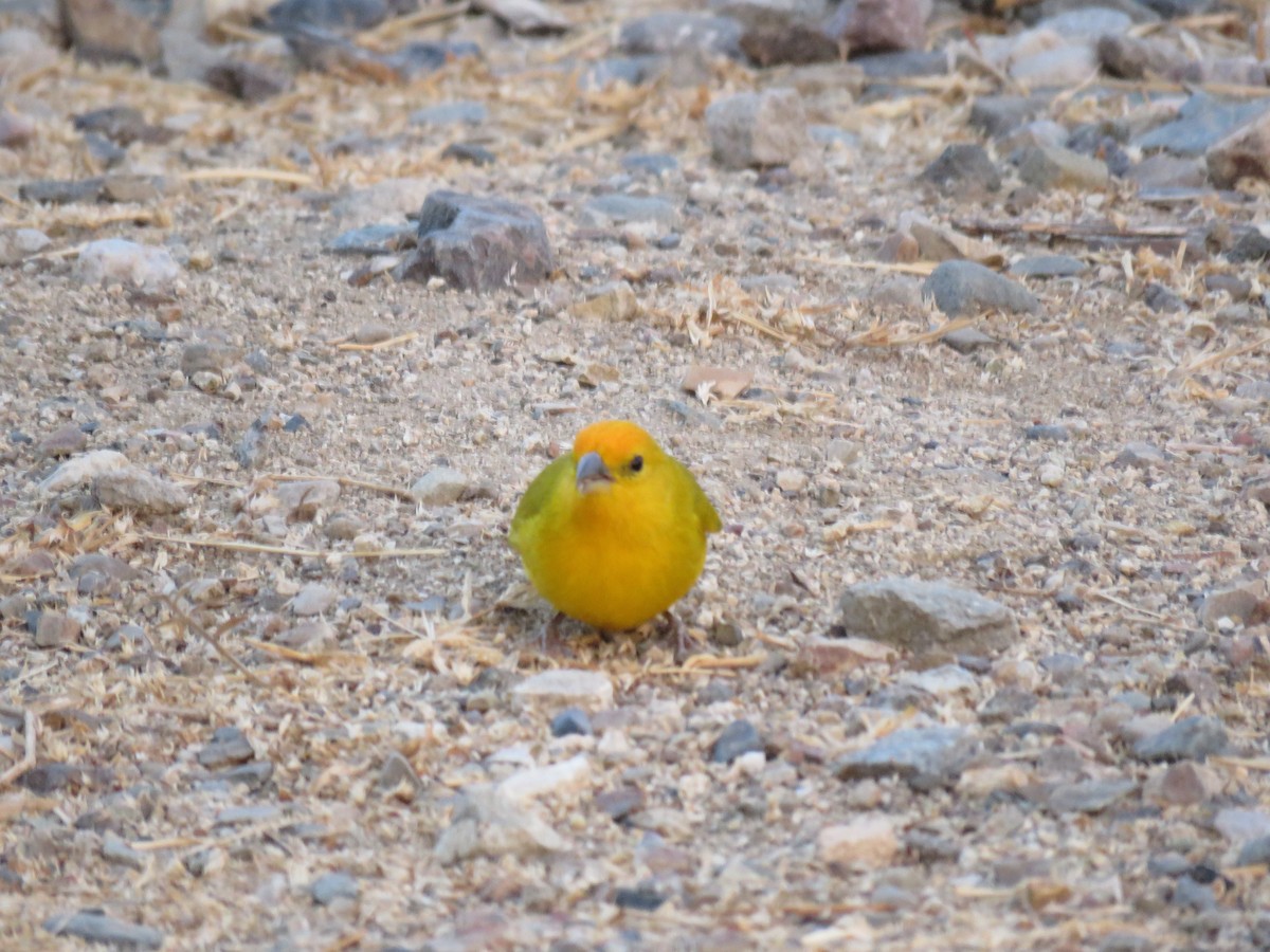 ml36978521-saffron-finch-macaulay-library