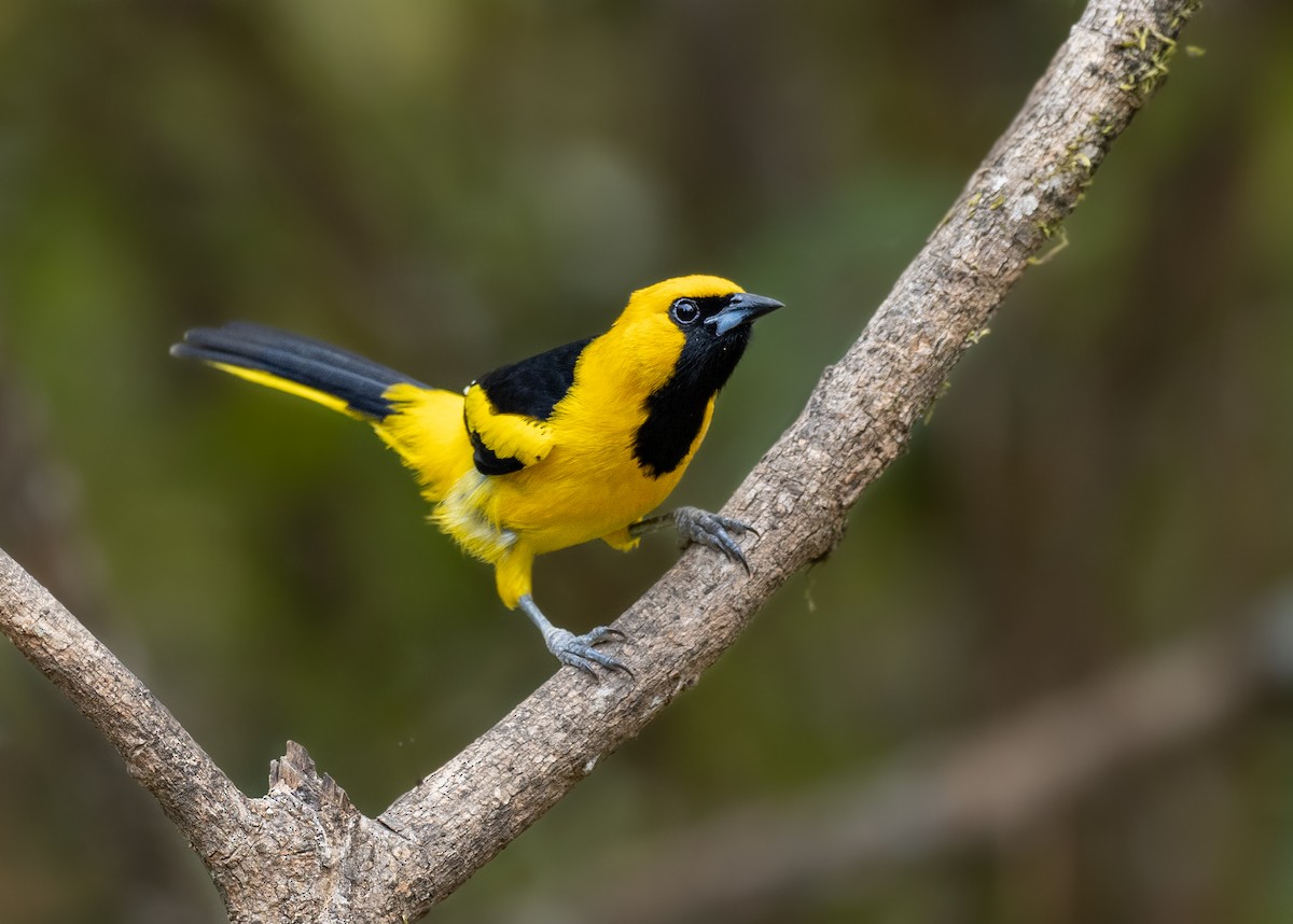 Yellow-tailed Oriole - ML369786921