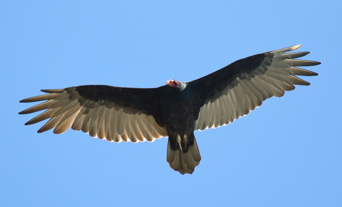 Turkey Vulture - ML369794191