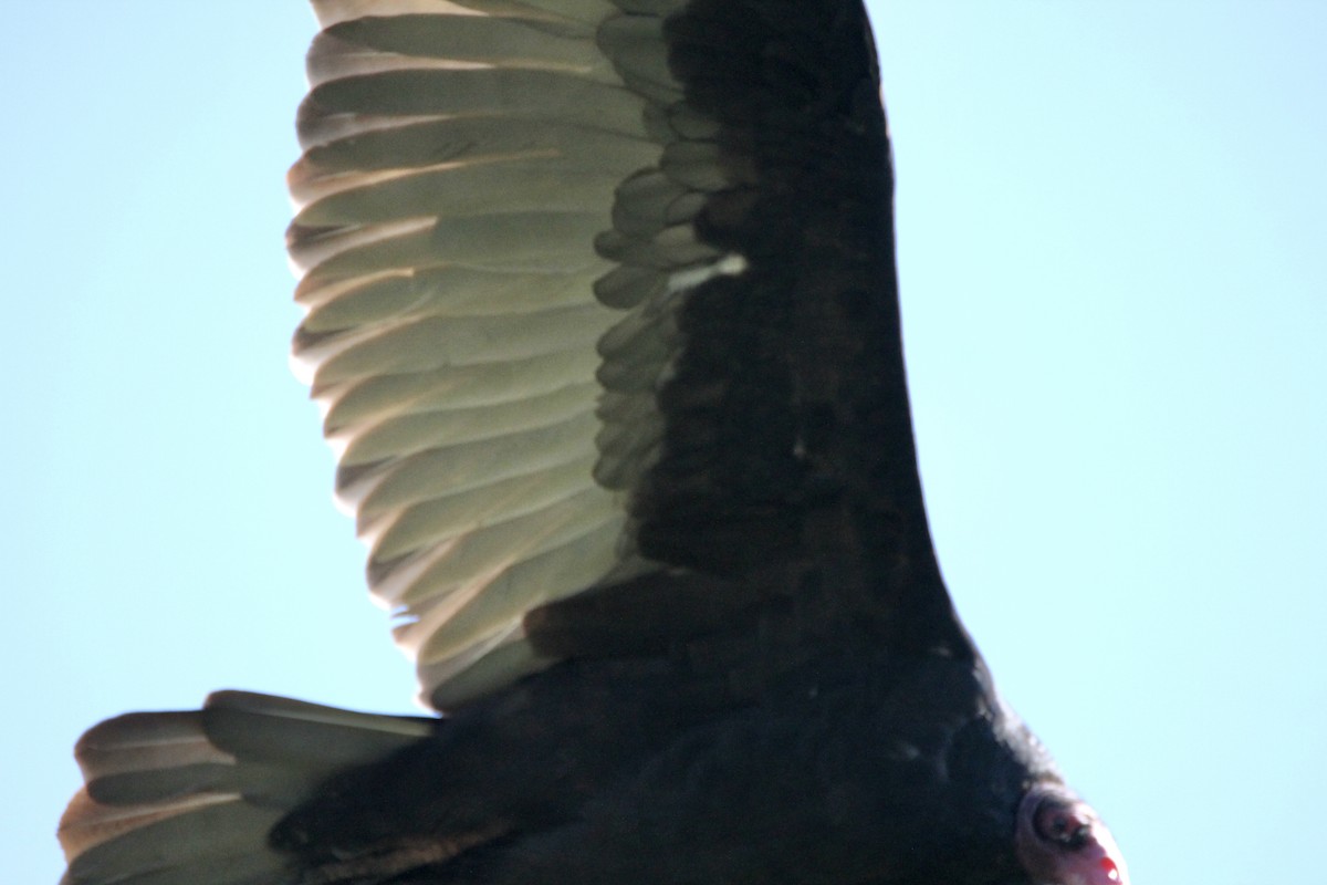 Turkey Vulture - ML369794201