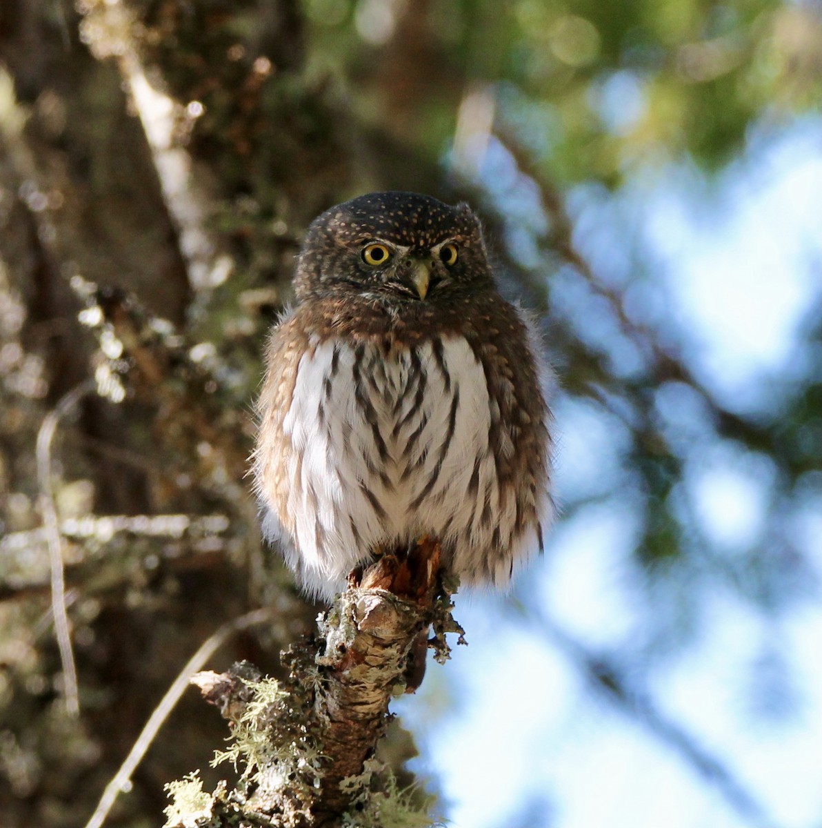 Northern Pygmy-Owl (Pacific) - ML369794211
