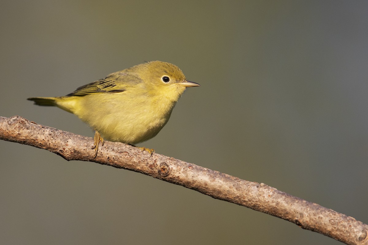 Yellow Warbler (Northern) - ML369798021