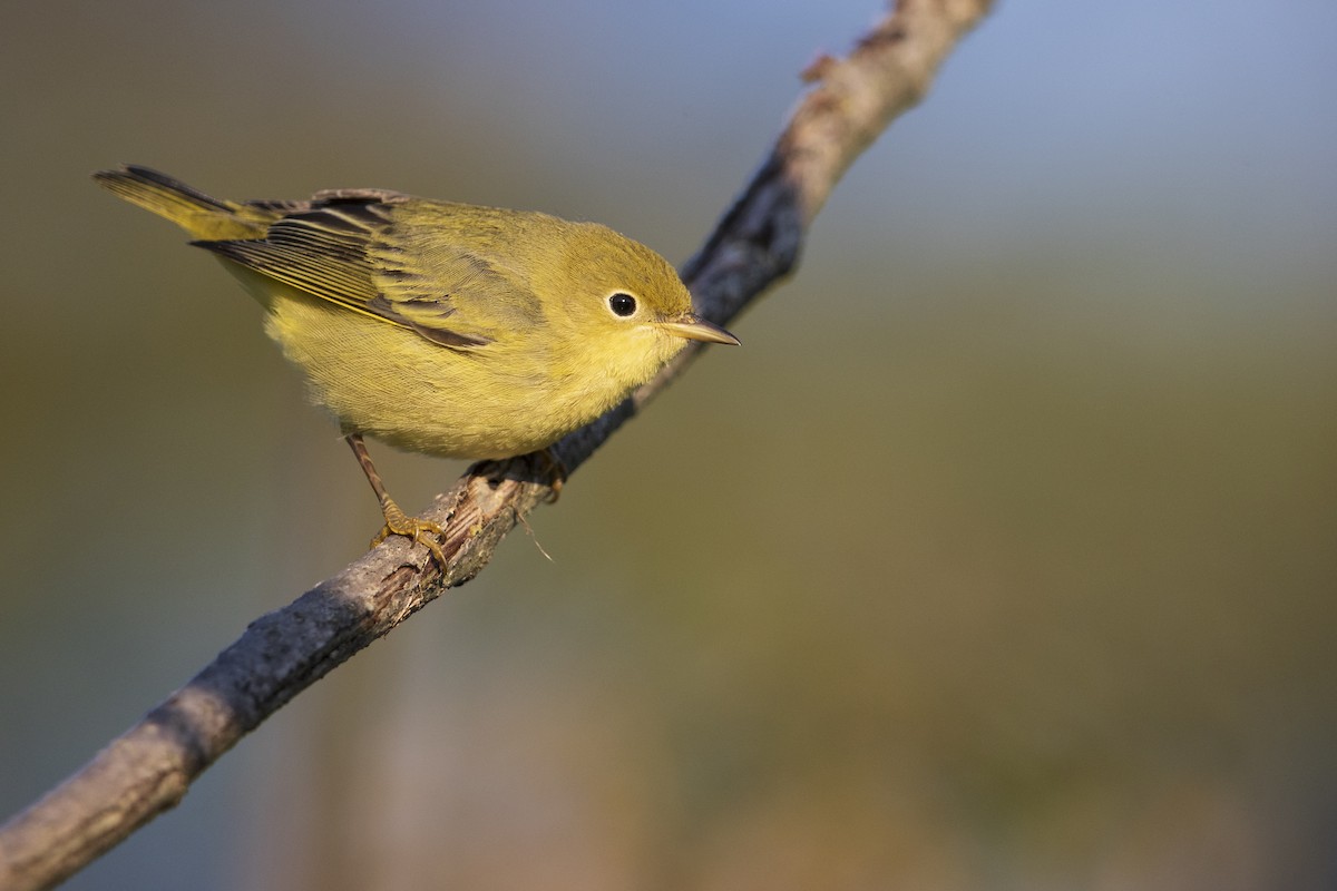 Yellow Warbler (Northern) - ML369798081