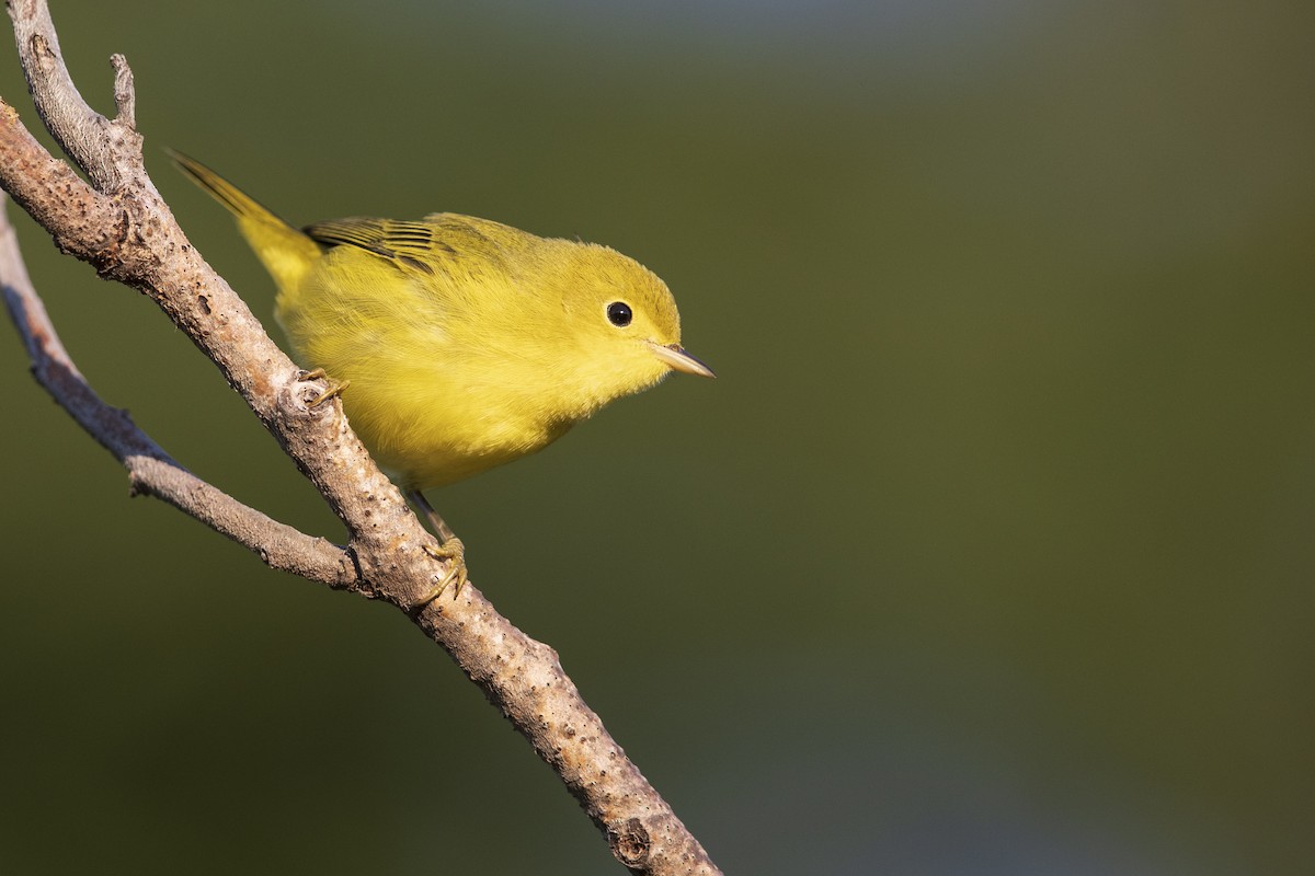 Yellow Warbler (Northern) - ML369798121