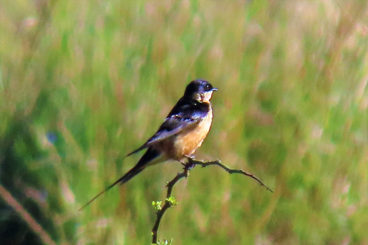Rufous-chested Swallow - ML369798671