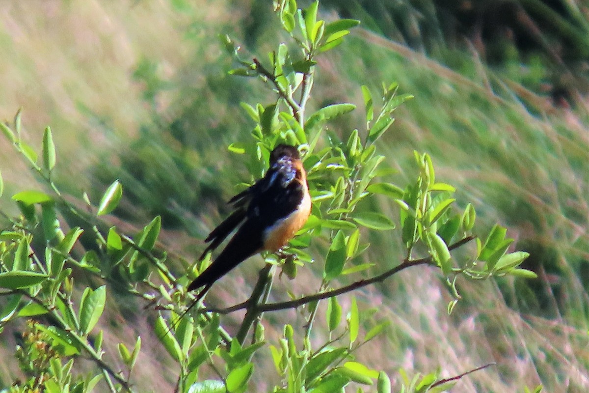 Rufous-chested Swallow - Audrey Whitlock