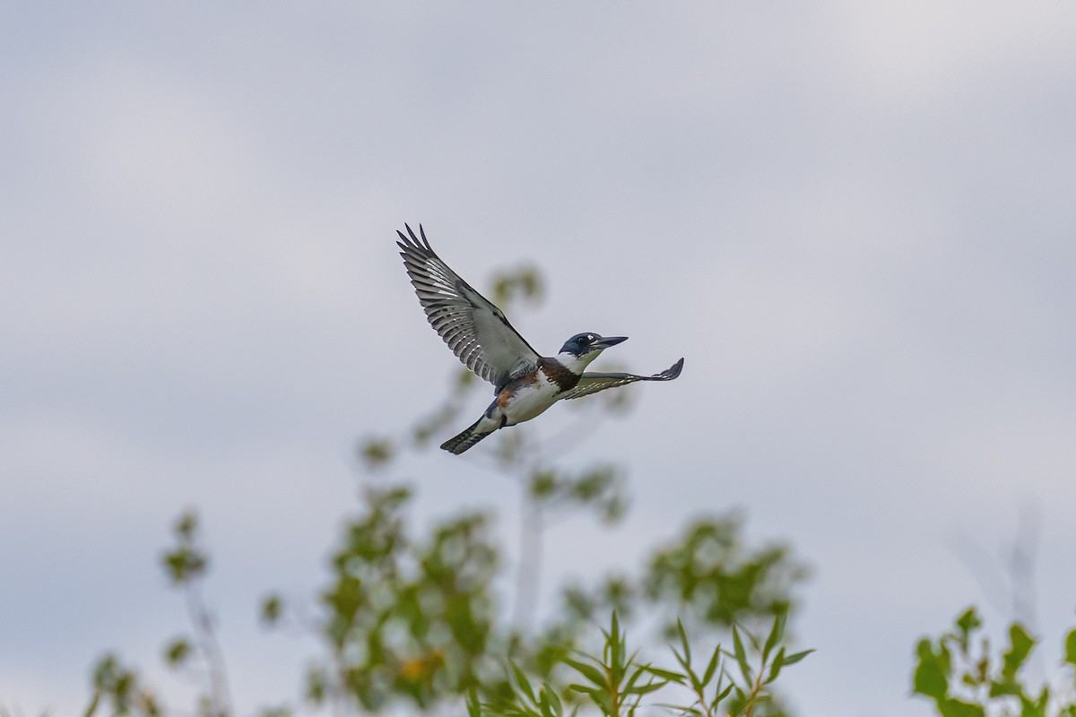 Belted Kingfisher - ML369798841