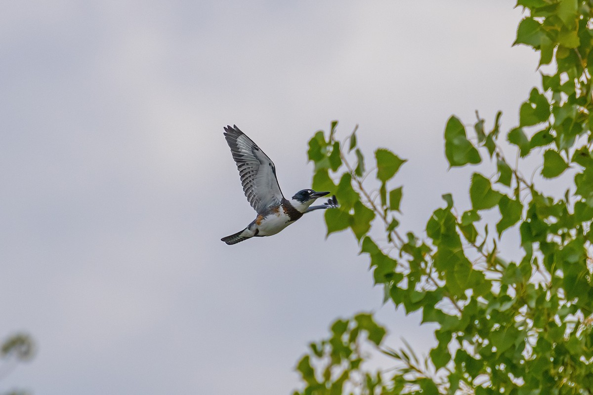 Belted Kingfisher - ML369798861