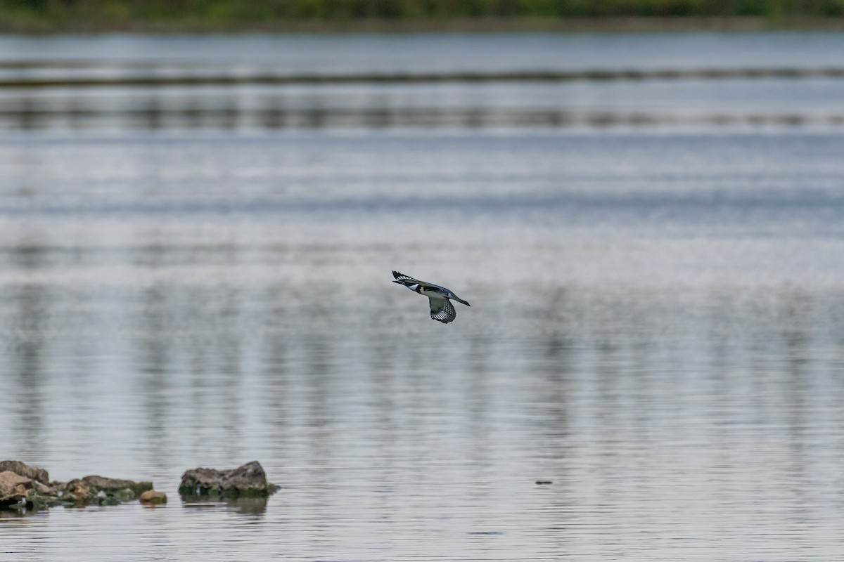 Belted Kingfisher - ML369798871