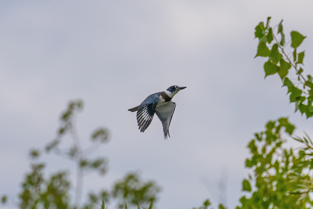 Belted Kingfisher - ML369798891