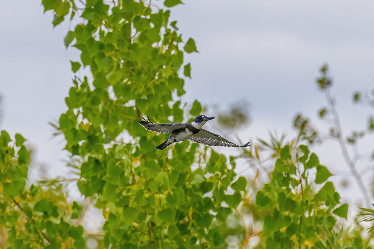 Belted Kingfisher - ML369798901