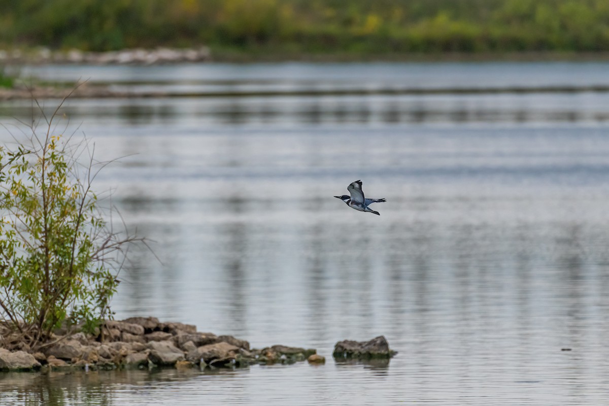 Belted Kingfisher - ML369798911