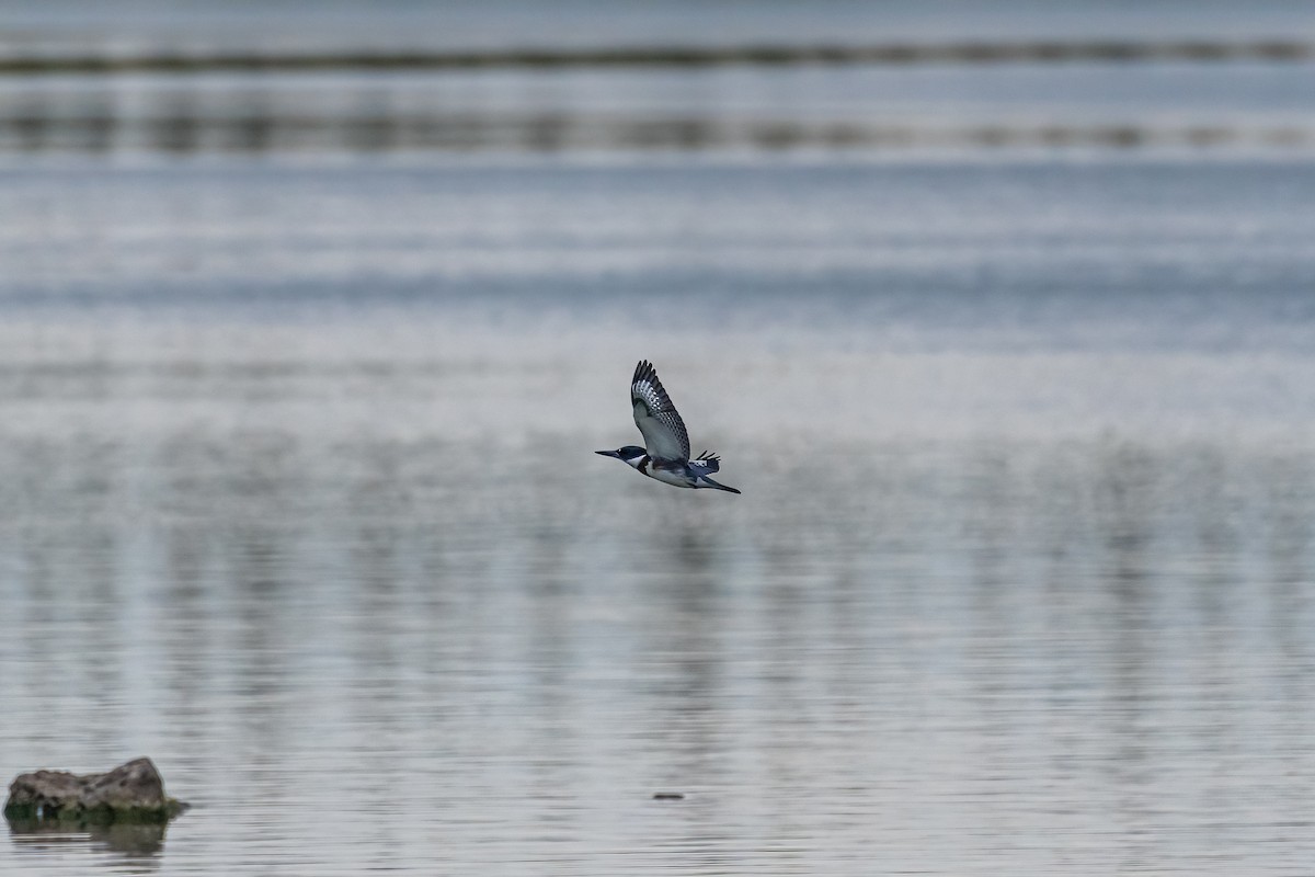 Belted Kingfisher - ML369798951