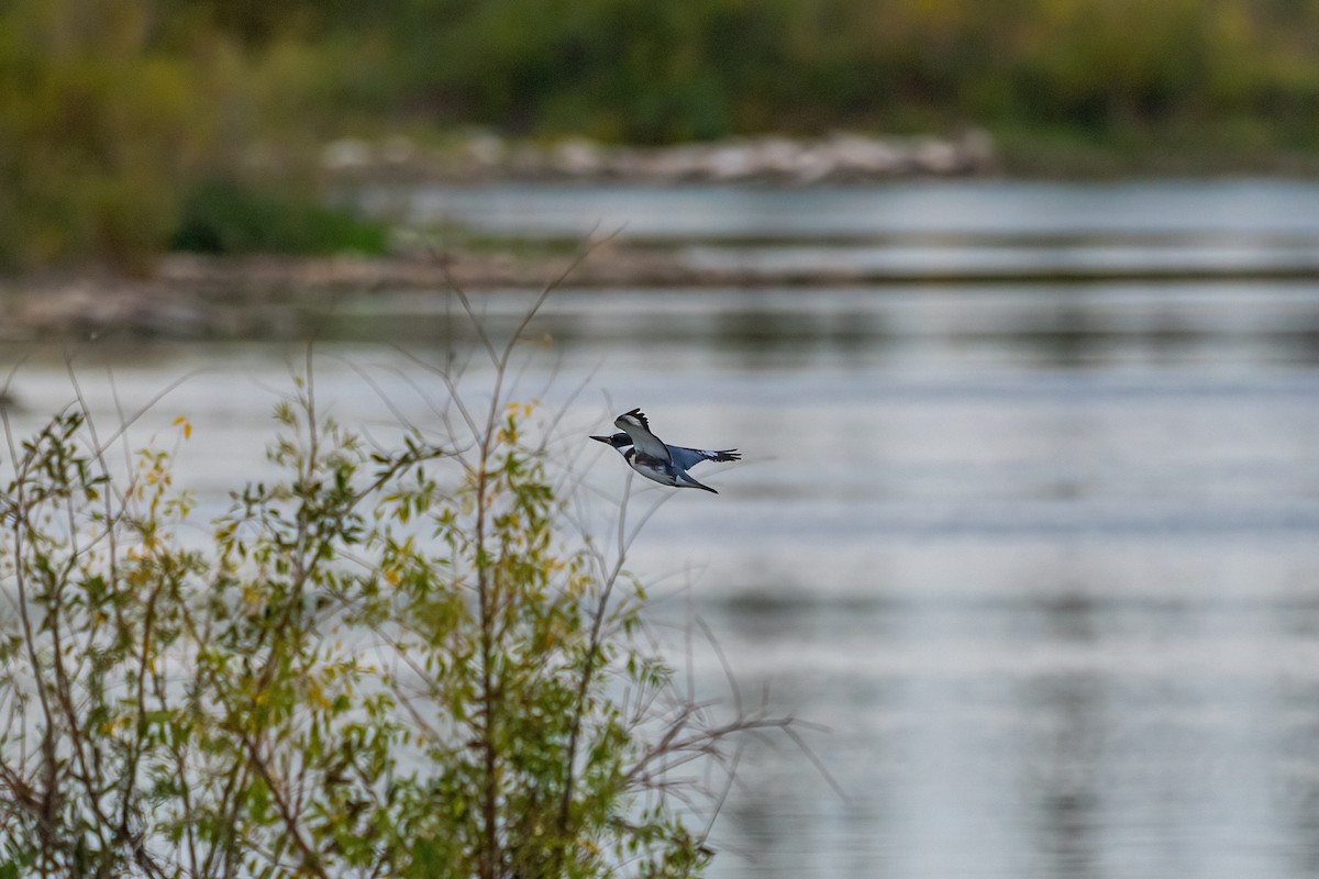 Belted Kingfisher - ML369798961