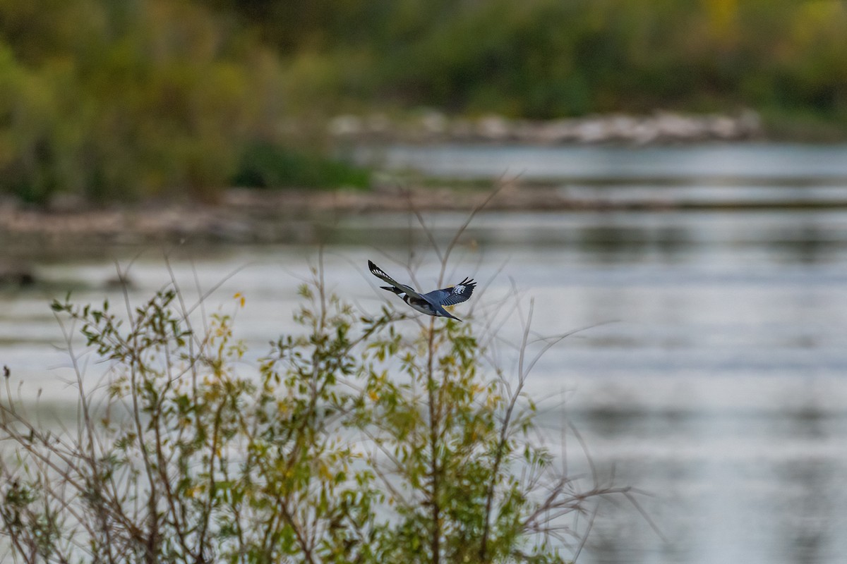 Belted Kingfisher - ML369799001