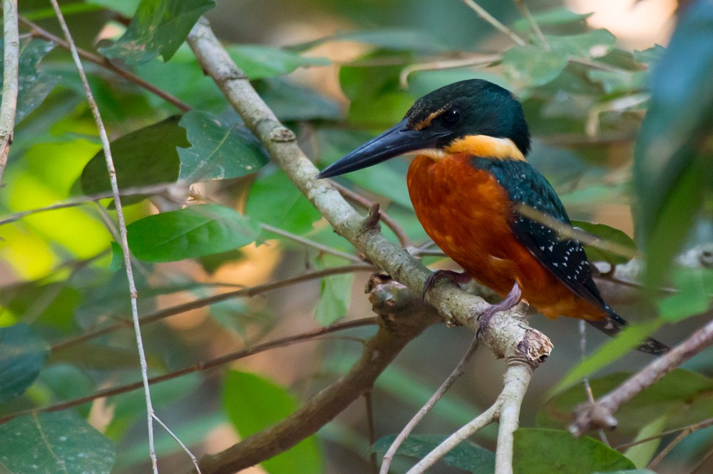Green-and-rufous Kingfisher - Joao Quental JQuental