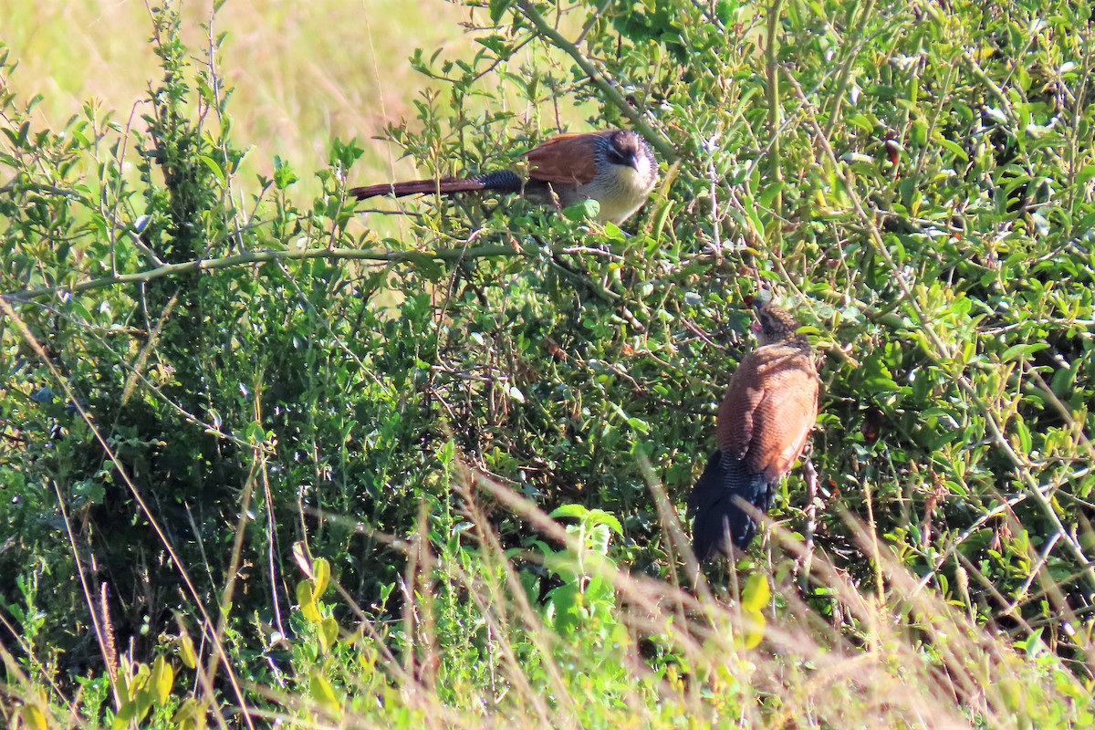 White-browed Coucal - ML369799931