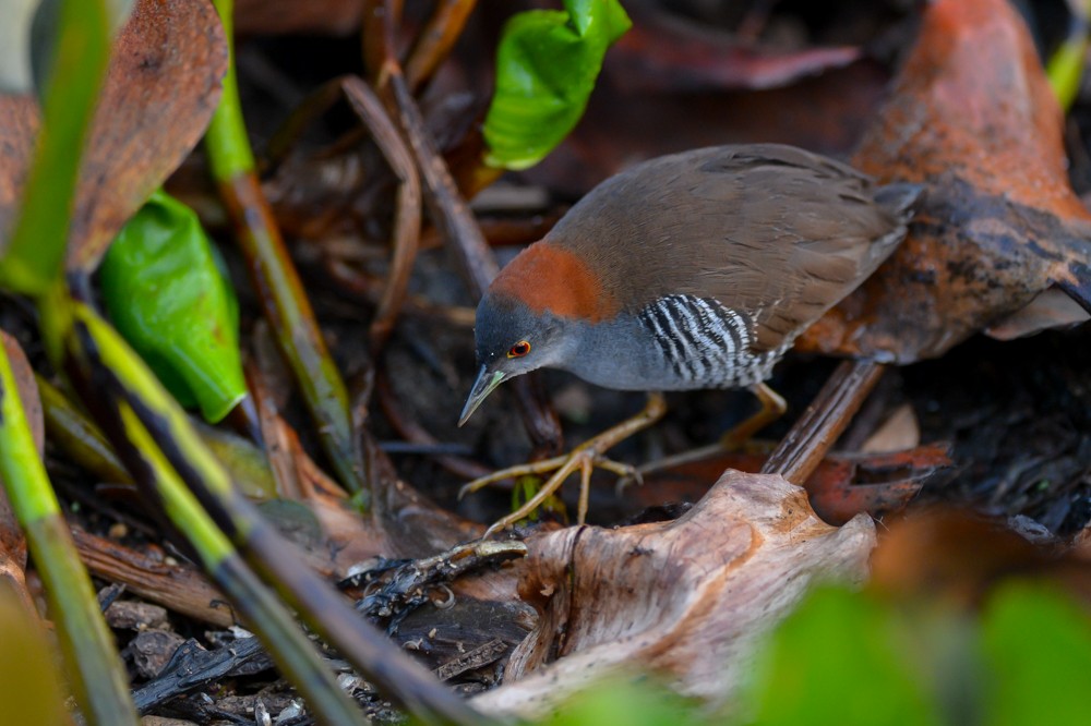 Gray-breasted Crake - Joao Quental JQuental