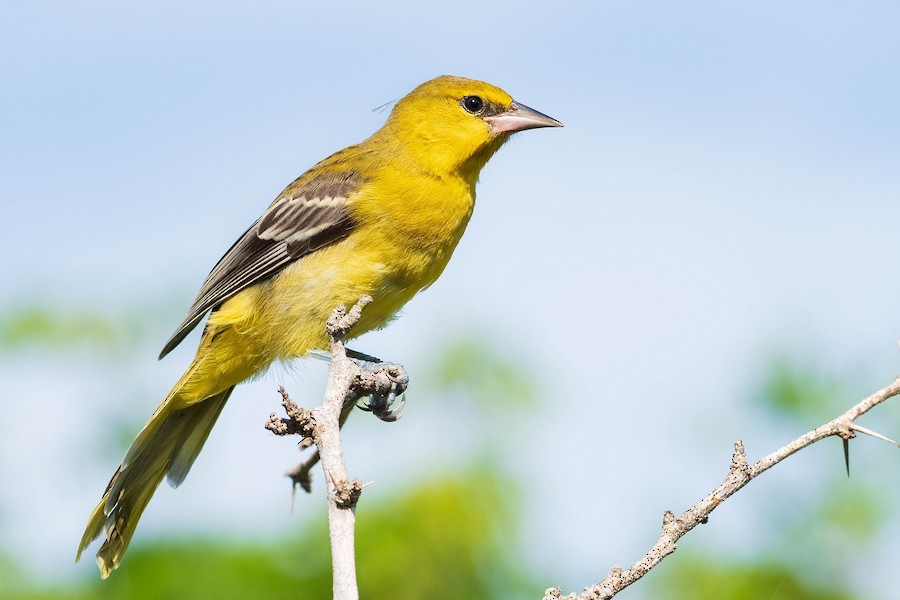 Streak-backed Oriole (Tres Marias Is.) - eBird