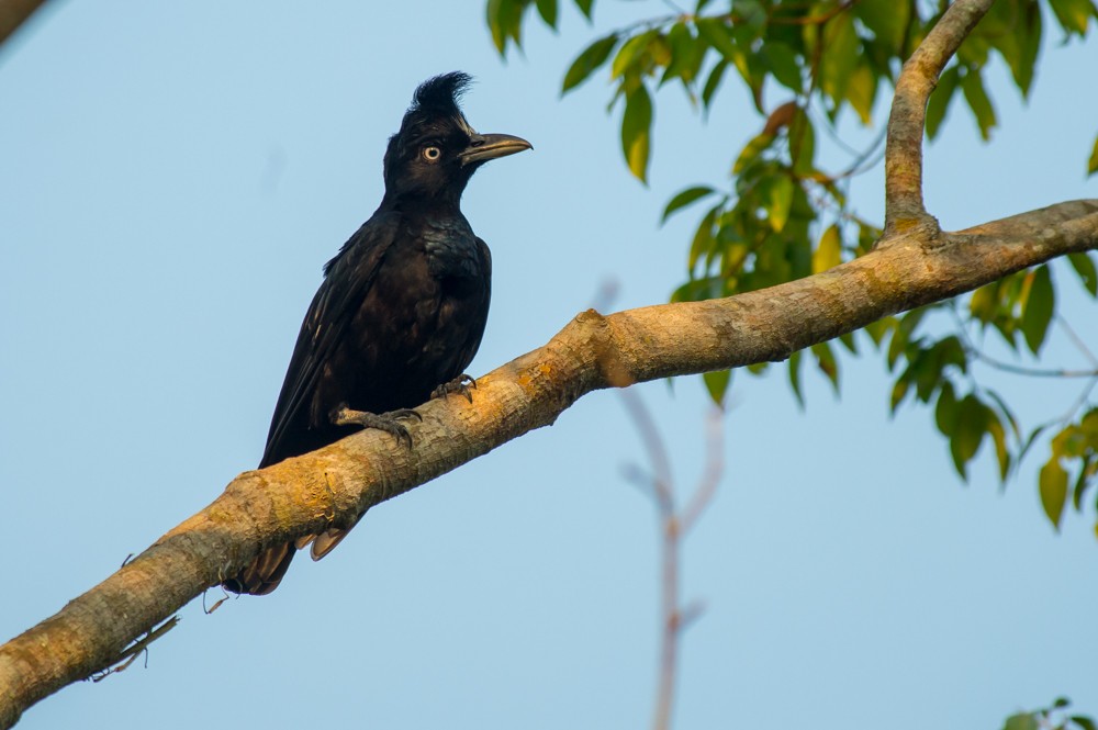 Amazonian Umbrellabird - ML36981241