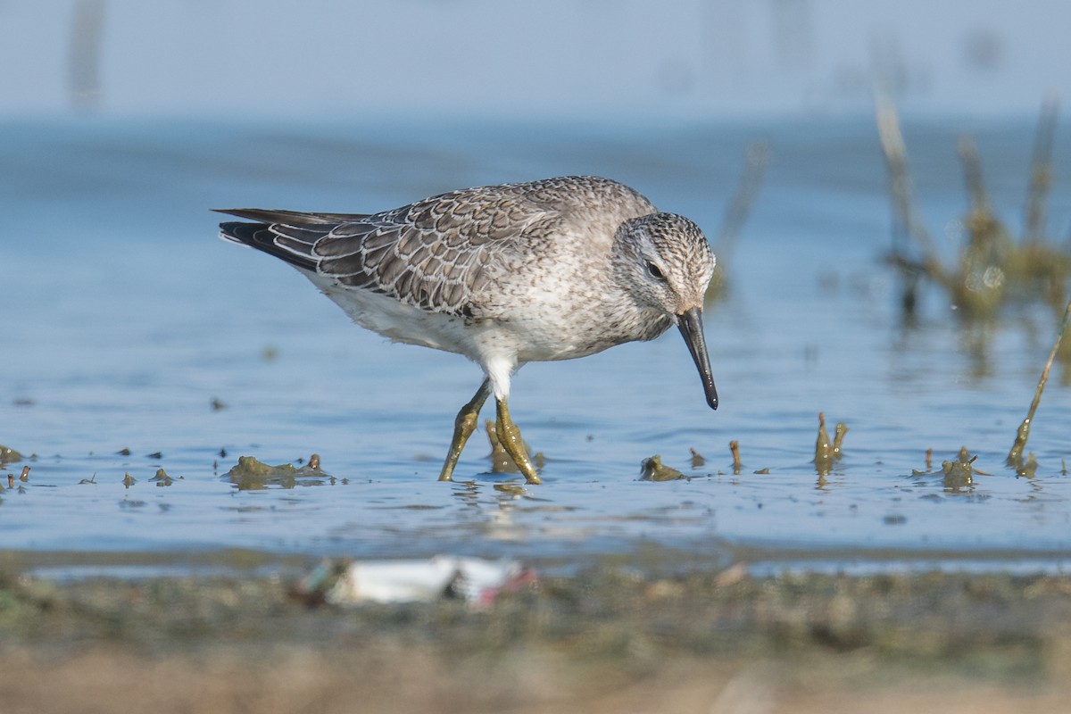 Red Knot - ML369814071