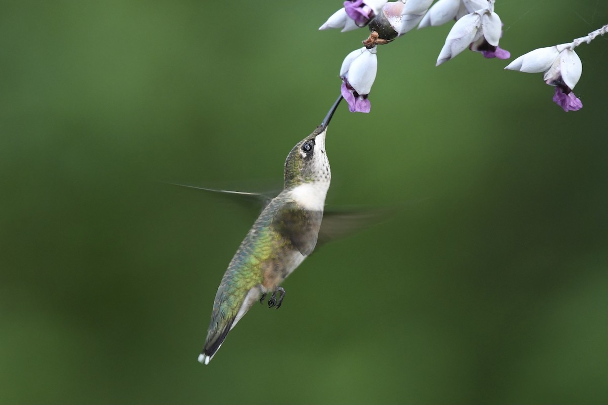 Ruby-throated Hummingbird - Khalifa Al Dhaheri