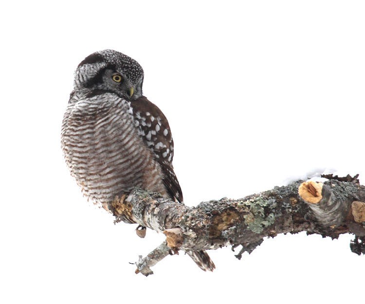 Northern Hawk Owl - Tom Murray