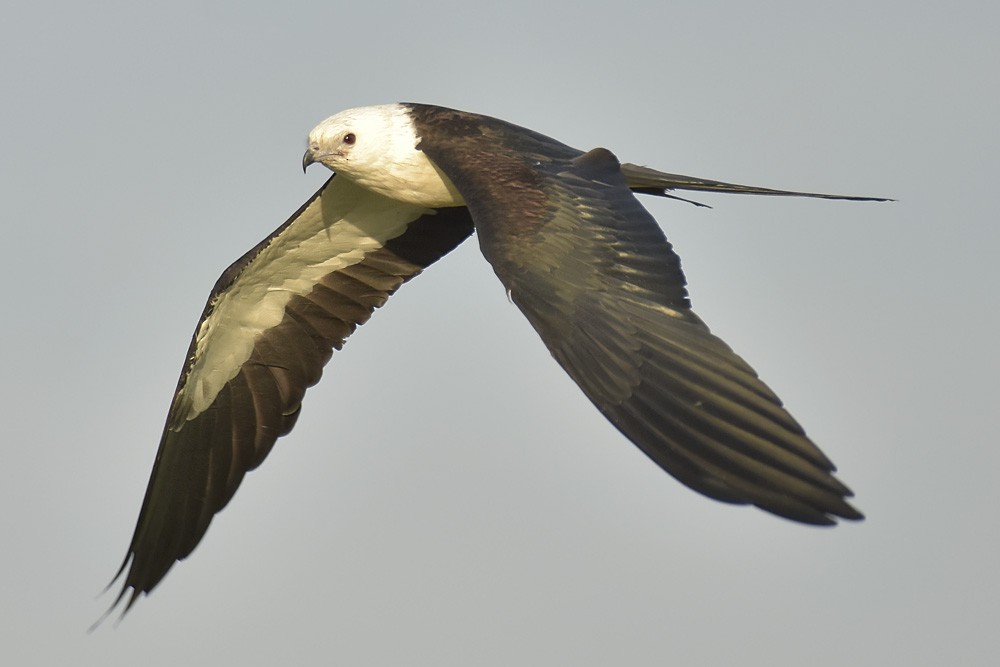 Swallow-tailed Kite - Malcolm Gold