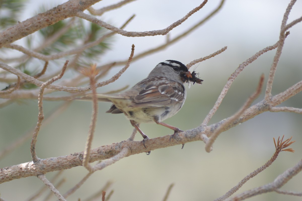 White-crowned Sparrow - Matthew  Daw