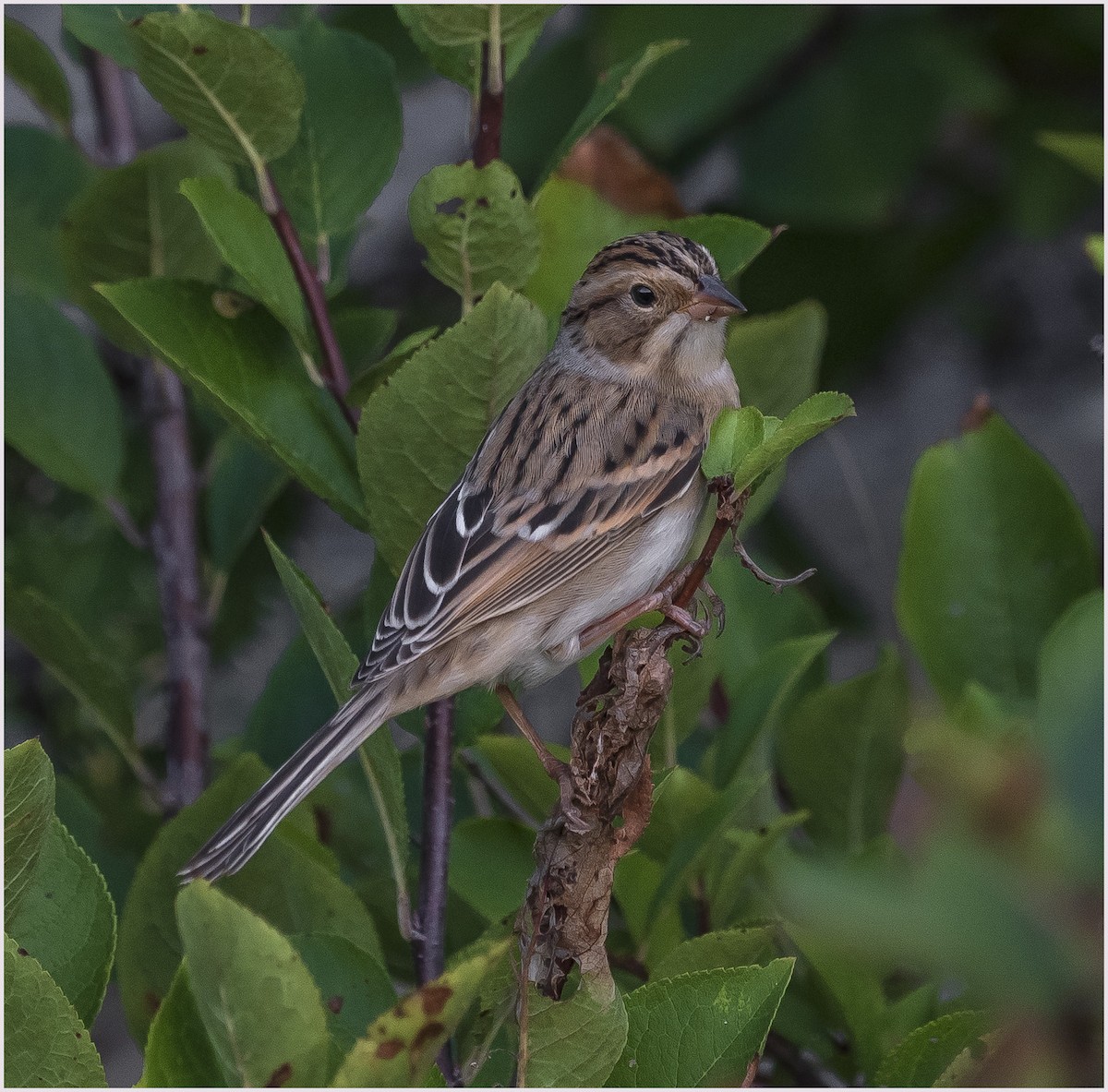 Clay-colored Sparrow - ML369850201