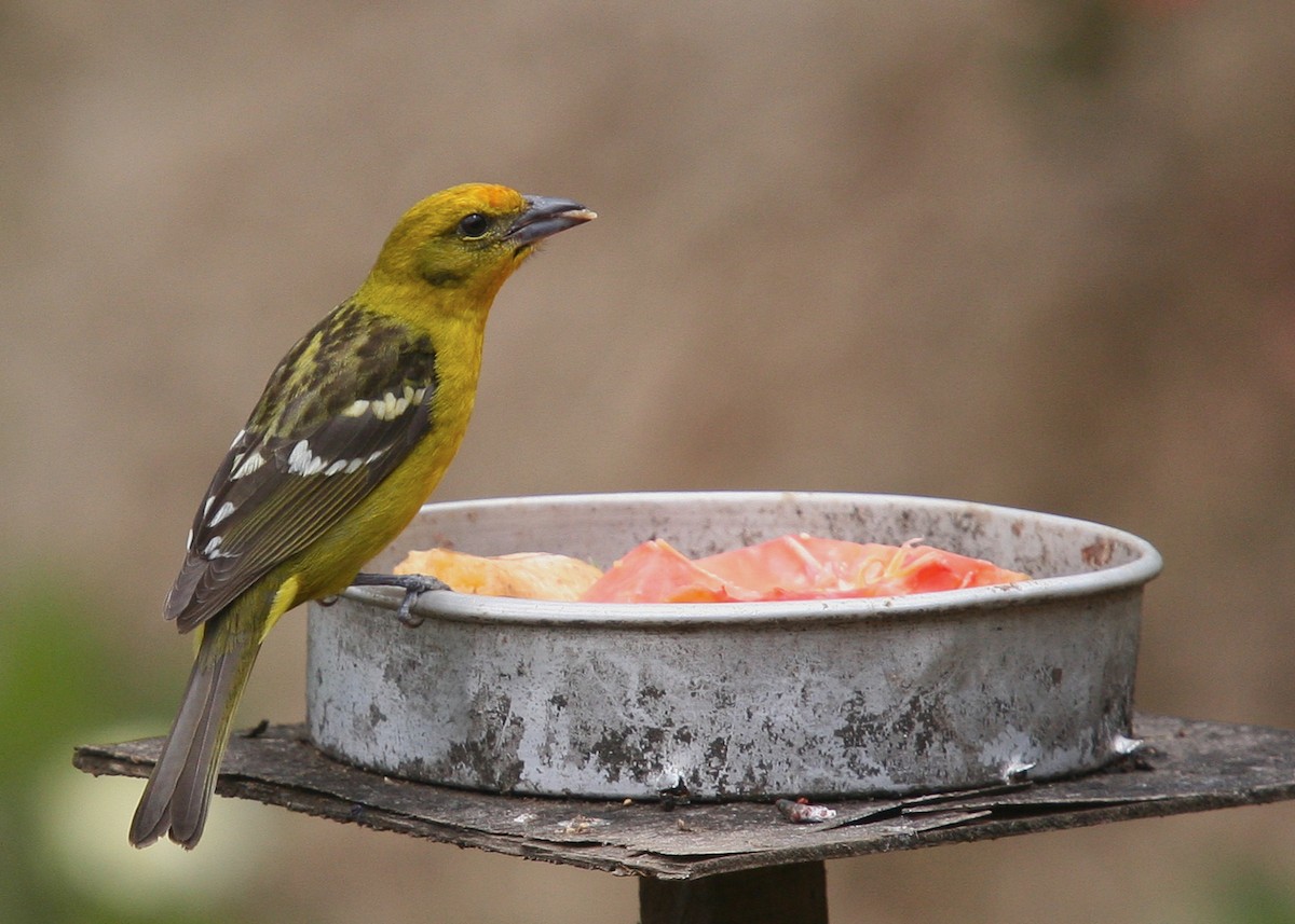 Flame-colored Tanager - Brooke Miller