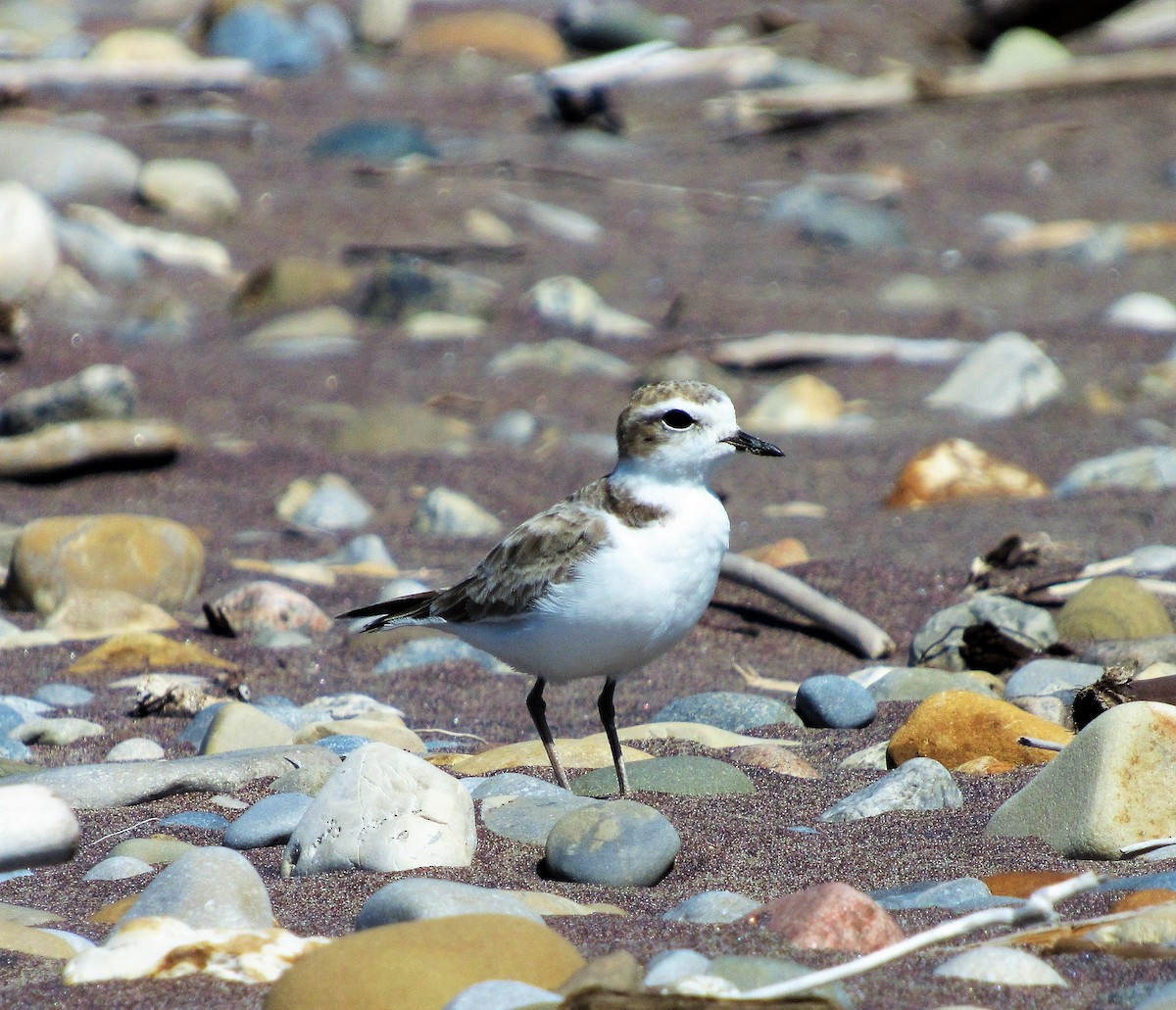 Snowy Plover - Henny  Giles