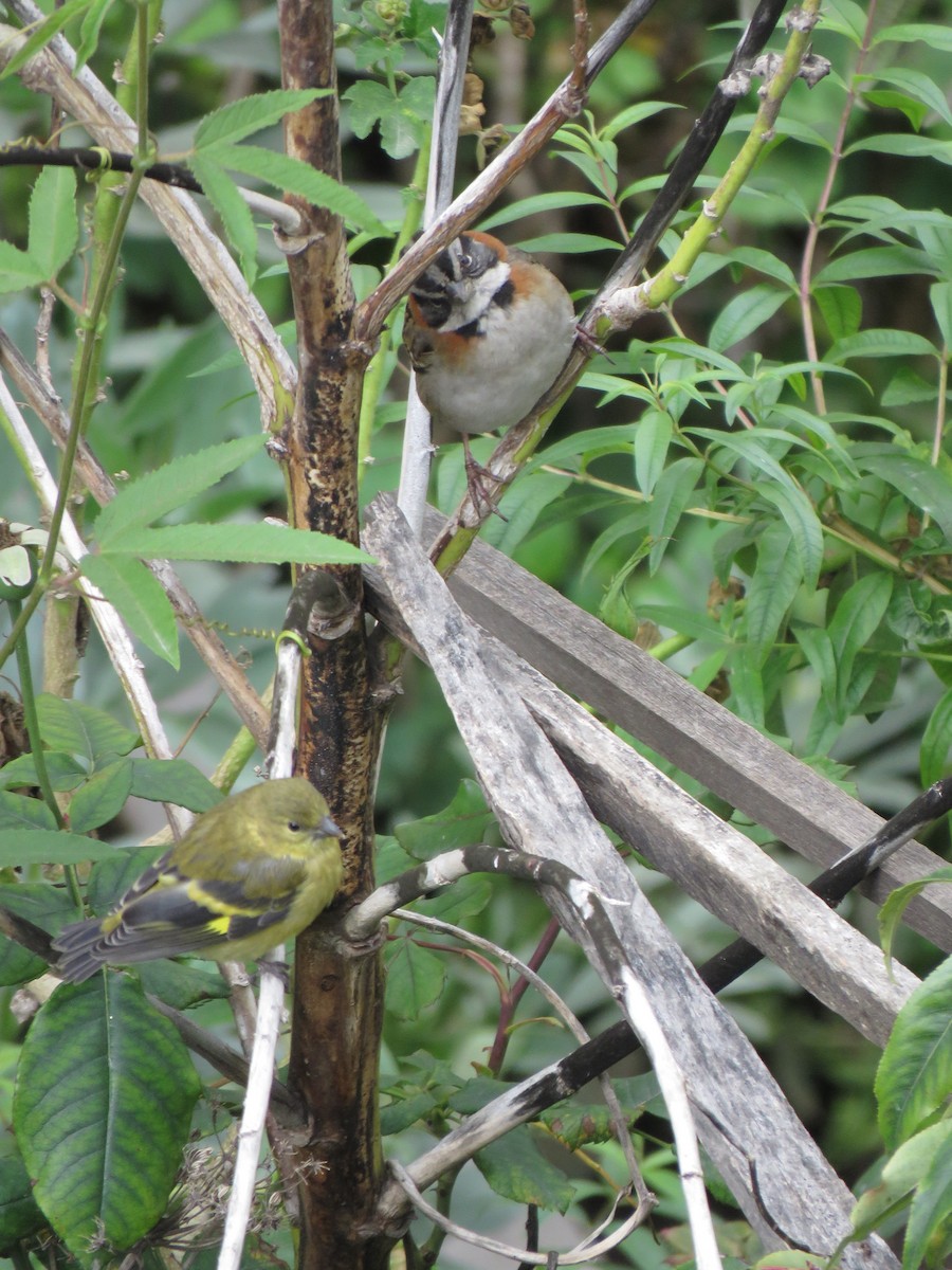 Rufous-collared Sparrow - Edison🦉 Ocaña