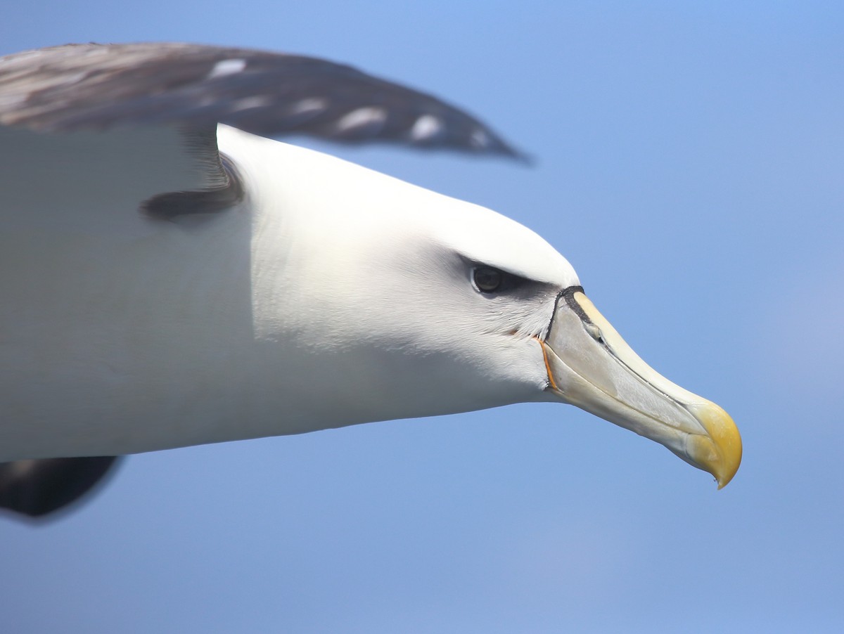 White-capped Albatross (cauta) - ML369853921