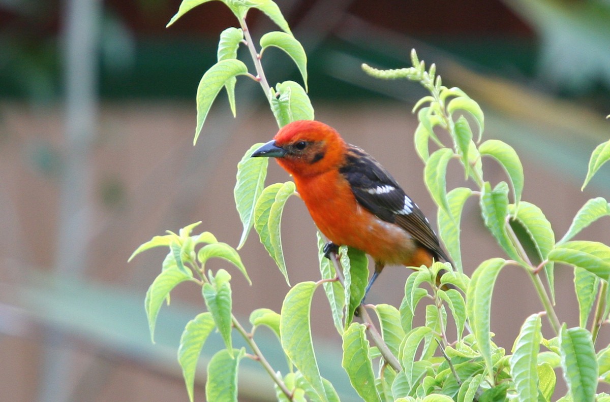 Flame-colored Tanager - ML36985601