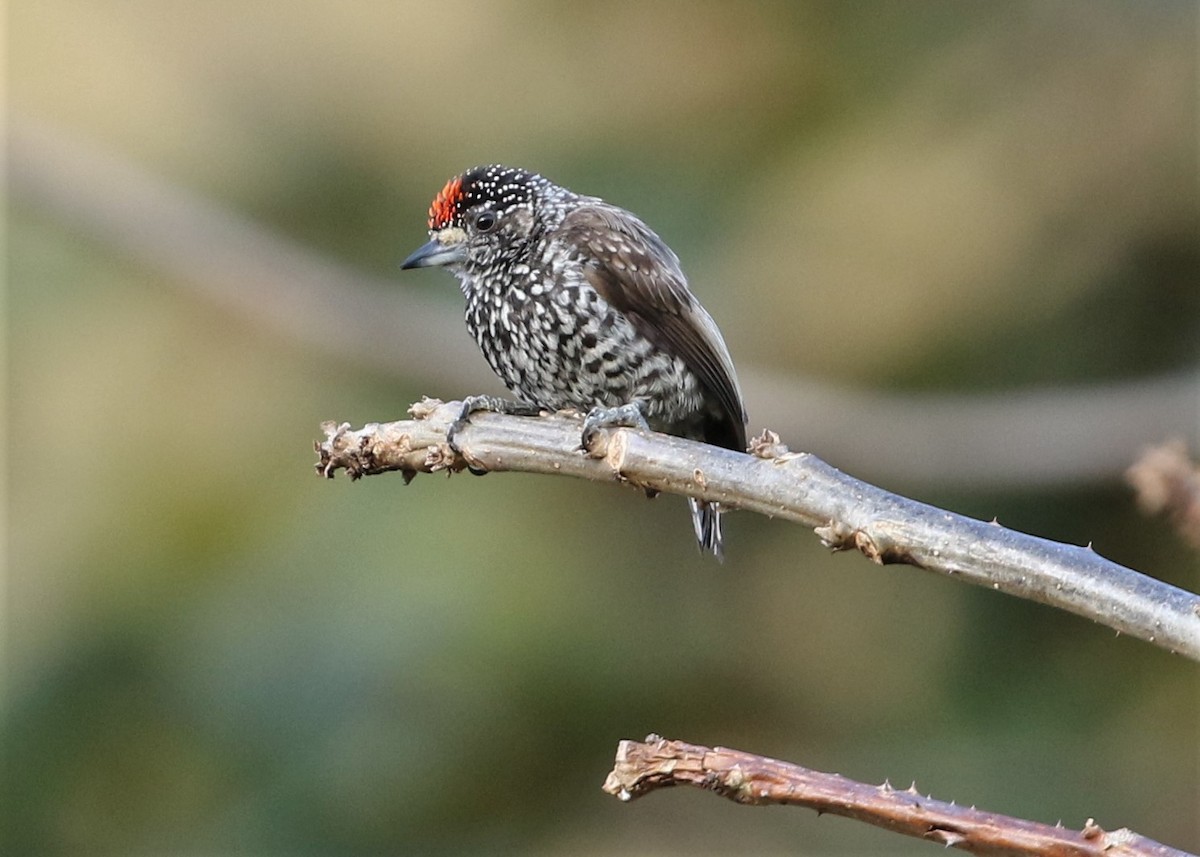 Speckle-chested Piculet - ML369857761