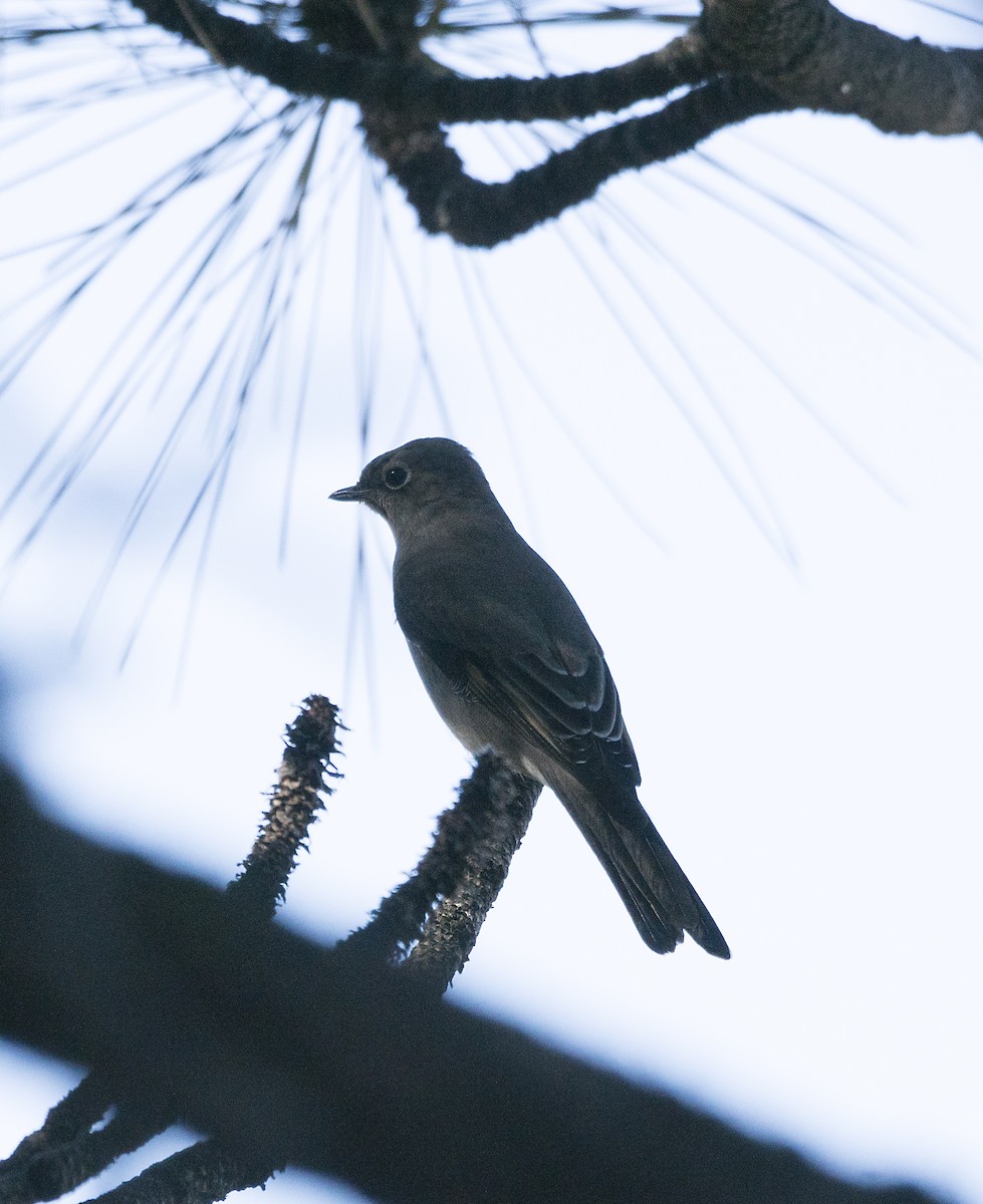 Townsend's Solitaire - ML36986581