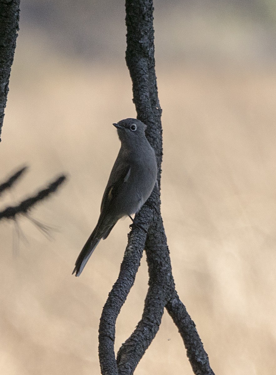 Townsend's Solitaire - ML36986591