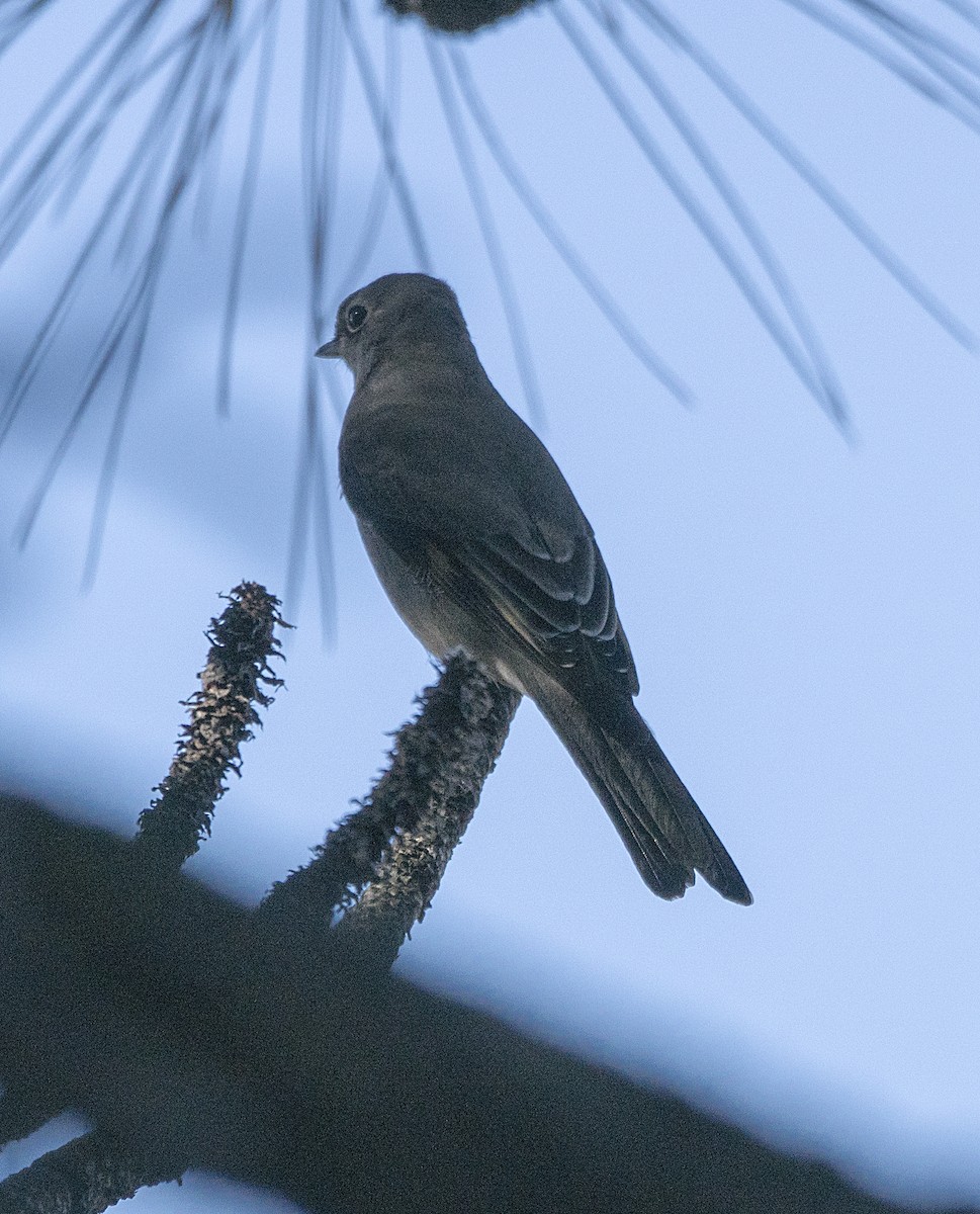 Townsend's Solitaire - ML36986601